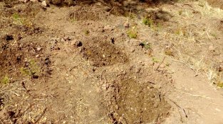 plantes arrencades