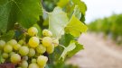 La consellera demana al Ministeri d’Agricultura mesures urgents per fer front a la crisi del cava