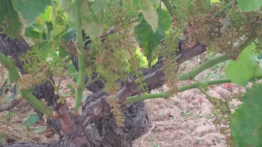 Vinyes afectades per míldiu al Pla del Penedès (Alt Penedès)