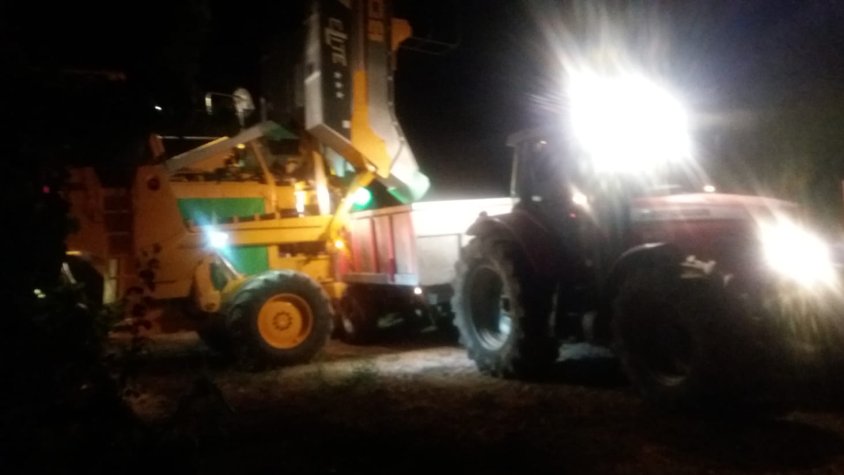 Aquesta Nit a Cal Cintet (Font-rubí) collint Pinot Noir