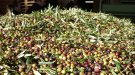 Unió de Pagesos alerta d’una davallada de producció d’olives en aquesta campanya a Catalunya.