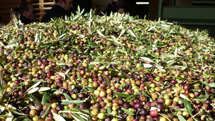 Unió de Pagesos alerta d’una davallada de producció d’olives en aquesta campanya a Catalunya.