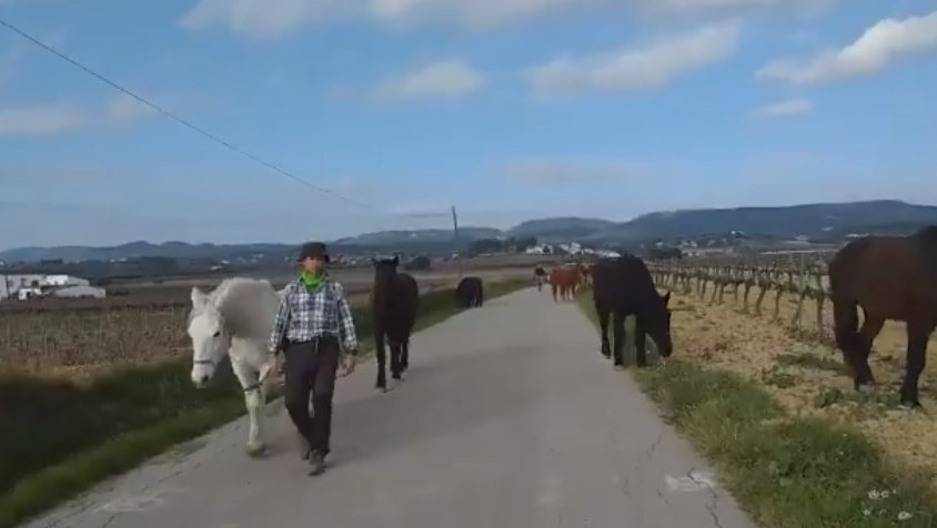 La transhumància a peu de cavalls de la Fundació Miranda passa per Font-rubí