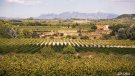 La D.O. Cava aprova limitar la producció per a contribuir a reequilibrar el mercat