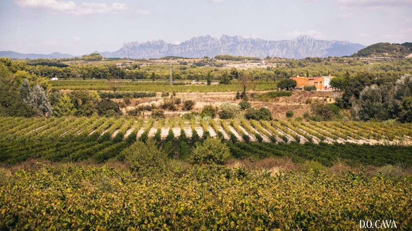 La D.O. Cava aprova limitar la producció de raïm