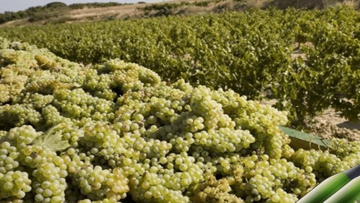 El Cava tanca una excel·lent verema collint 300 milions de quilos de raïm