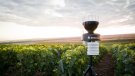 Crida als viticultors i els cellers