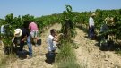 Nou cavistes abandonen la DO Cava per crear la marca Corpinnat