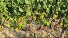 VEREMA A PRIMERS D’AGOST