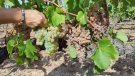 La vinya del Penedès necessitarà més del doble d’aigua l’any 2030