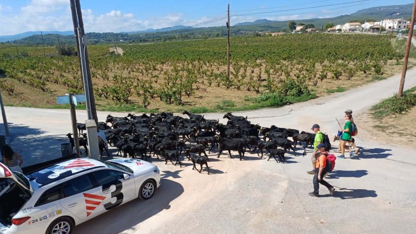 Unes 90 cabres en transhumància en el seu pas per l'Alzinar