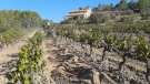 Una tècnica que permet retenir aigua als sòls de vinya