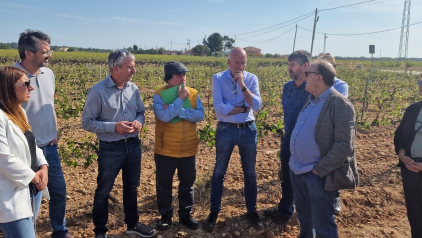 El conseller Mascort visita les vinyes de Font-rubí afectades per la pedregada de dissabte