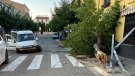Fort accident al centre de Guardiola