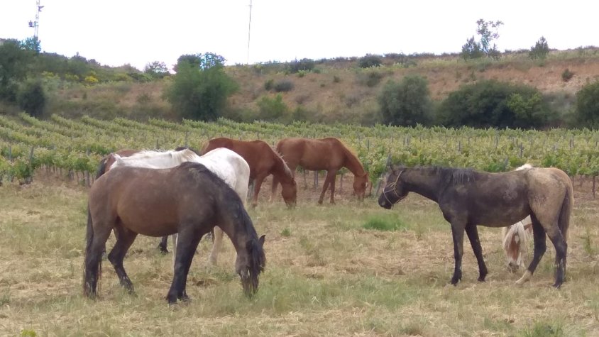 Els Cavalls a Can Rovireta