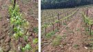 Una pedregada afecta vinyes entre Font-rubí, l’Avellà i Pareres