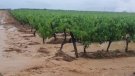 Un aiguat històric colpeja l’Alt Penedès