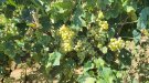 La verema 2025 al Penedès