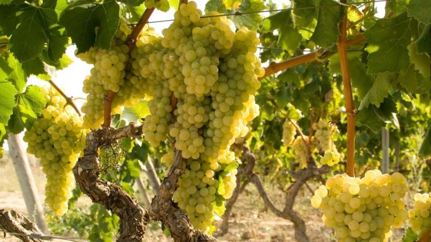 L'Alt Penedès vol eliminar l'ús de fitosanitaris a la vinya