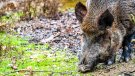 Les restriccions per la pesta porcina arriben a l’Alt Penedès