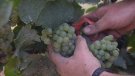 La DO Penedès preveu una verema de gran qualitat gràcies a la bona pluviometria de la primavera.