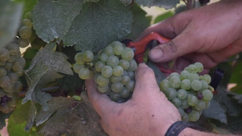 La DO Penedès preveu una verema de gran qualitat gràcies a la bona pluviometria de la primavera.