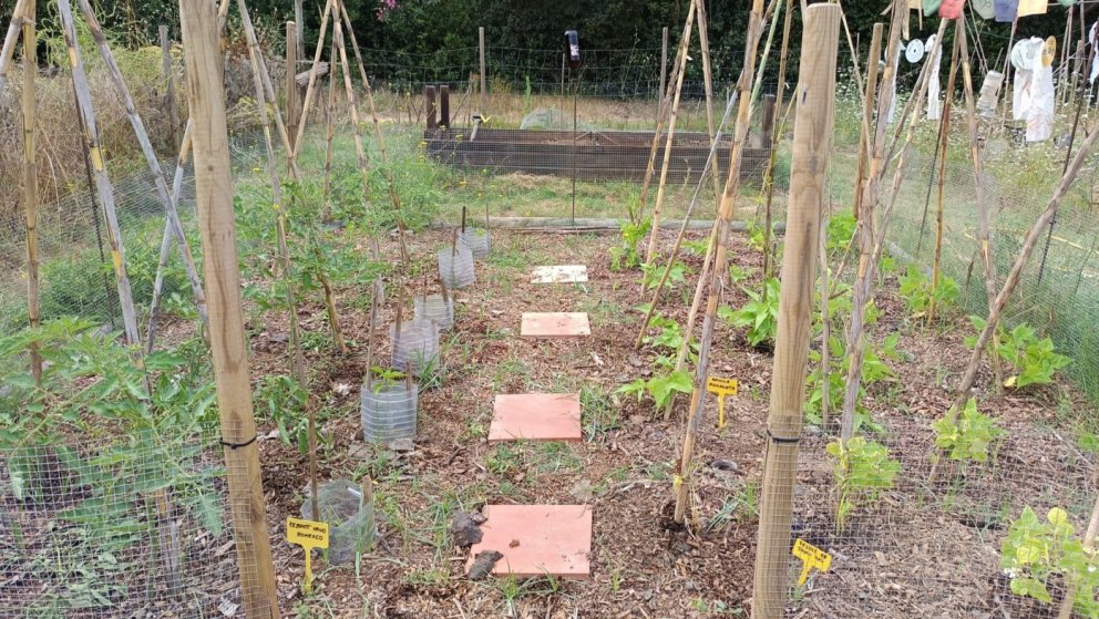Busquen voluntariat per recuperar i multiplicar varietats agrícoles tradicionals del Penedès